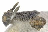 Flying Hollardops Trilobite With Gerastos - Orange Eye Facets #383223-5